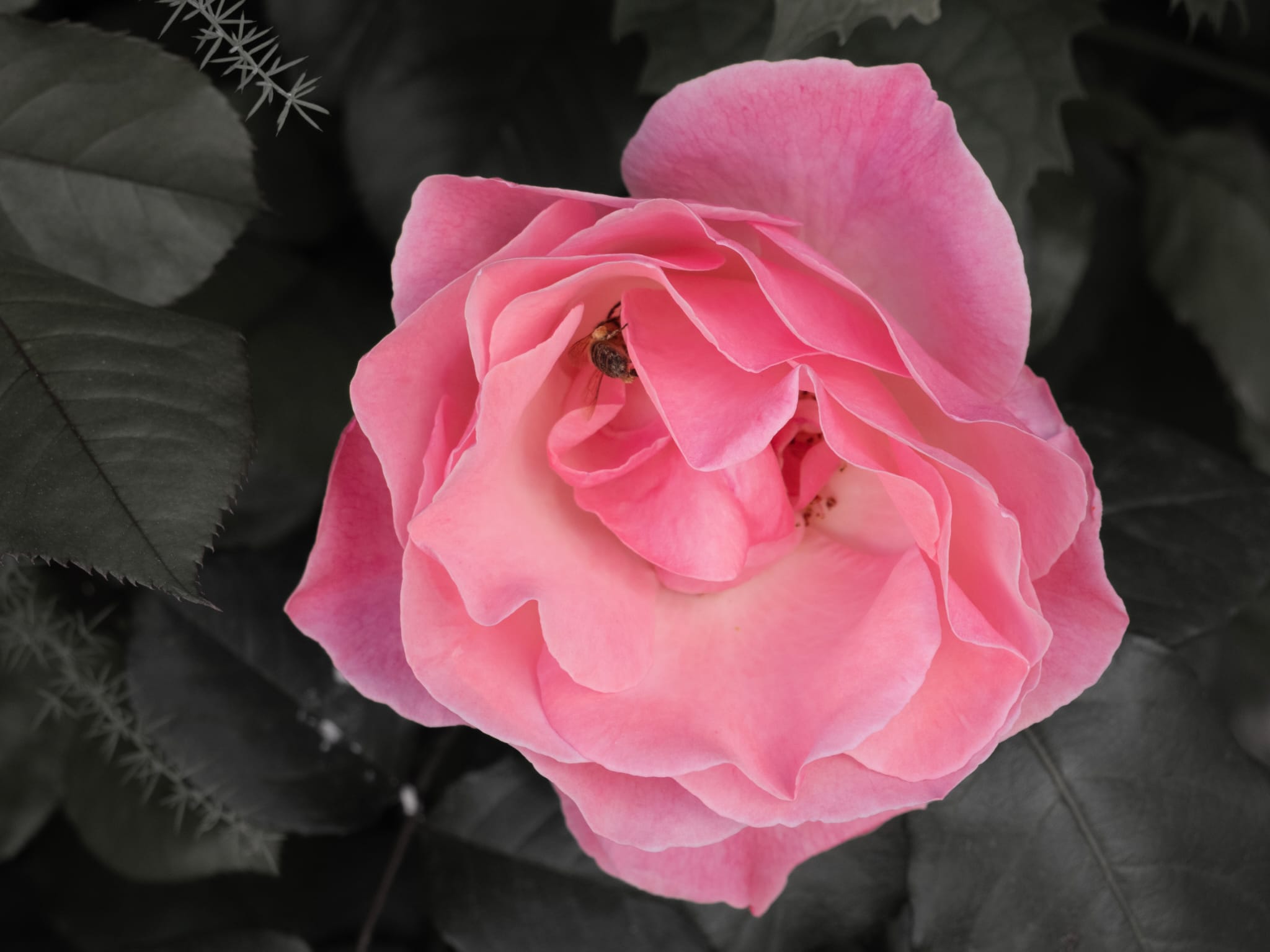 Candi Soria Montero 3.