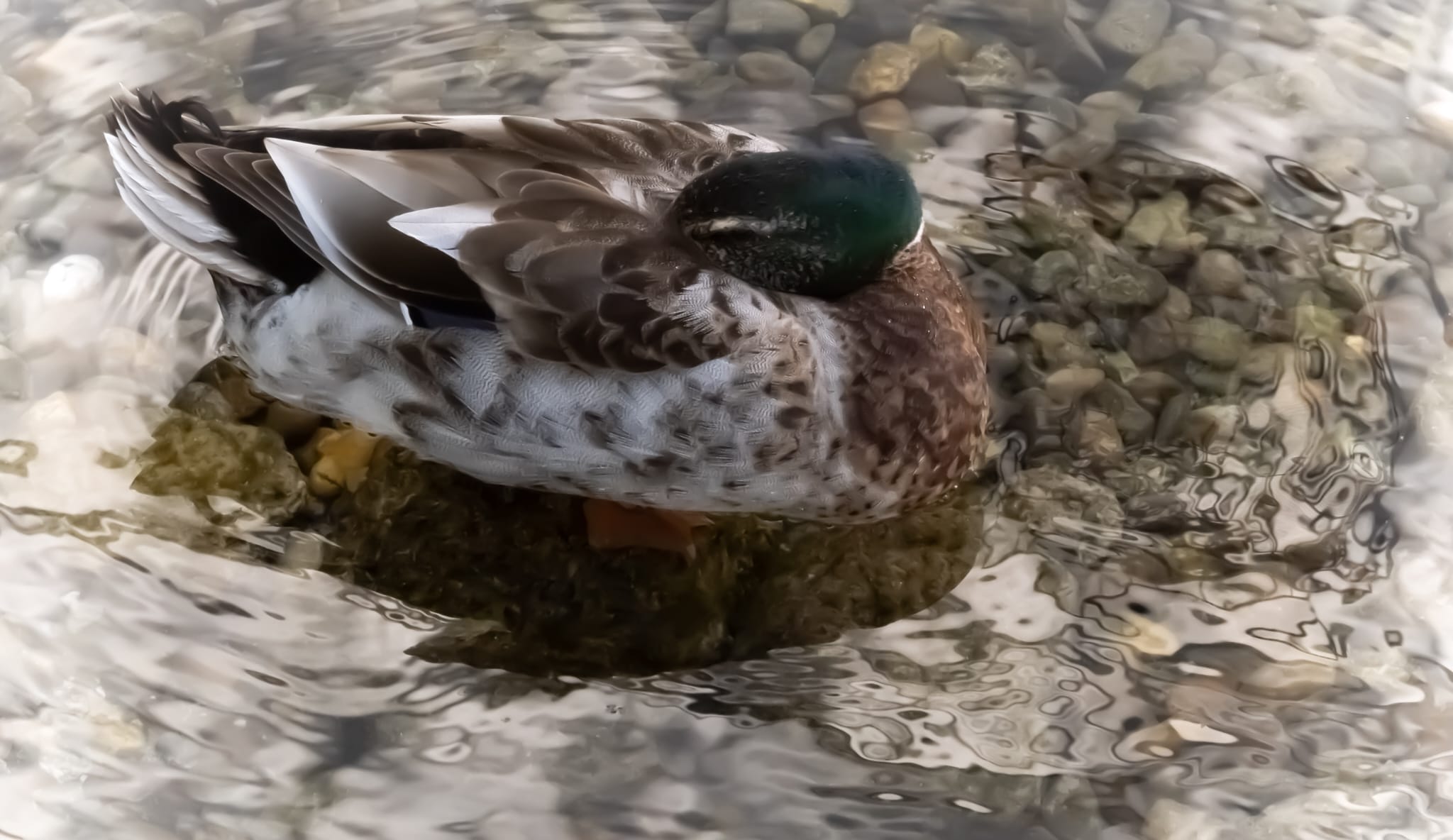 Candi Soria Montero. 1